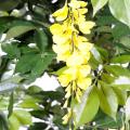 Glycine artificielle Multi Tree