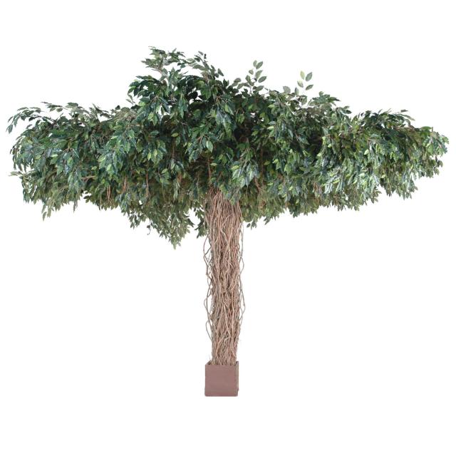 Ficus Lianes Umbrella Artificiel D'une Hauteur de 3m20