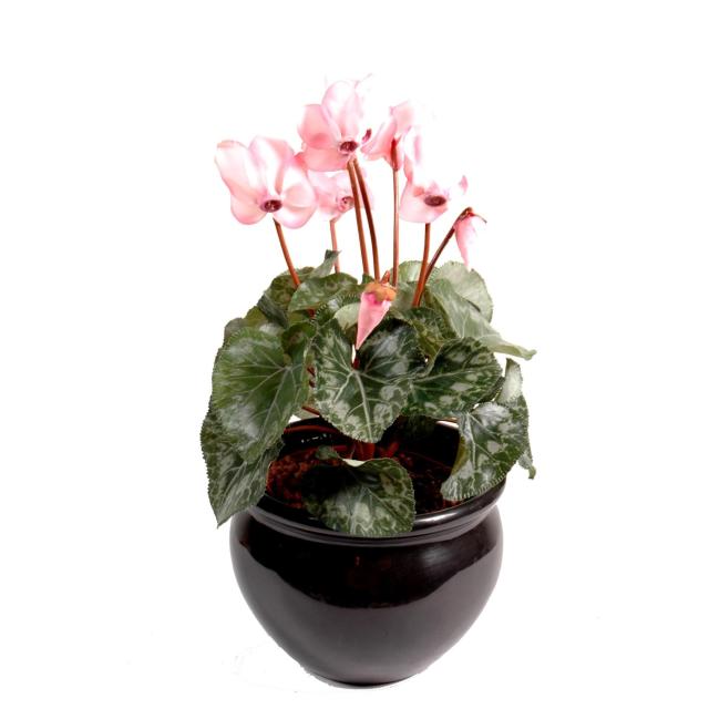 Cyclamen Artificiel à Piquer de 25 cm de Hauteur