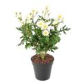 Marguerite artificielle Anthemis