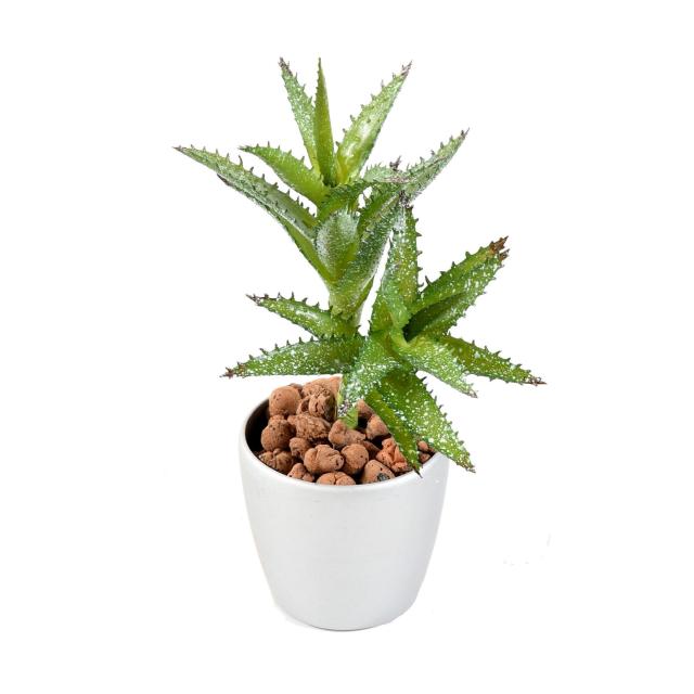 Succulente Artificielle Mini