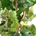 Vigne artificielle Tree