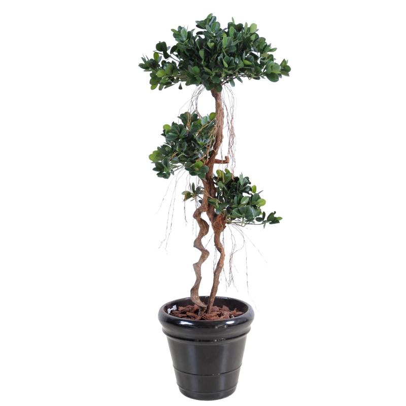 Ficus panda new artificiel