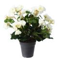 Begonia artificiel