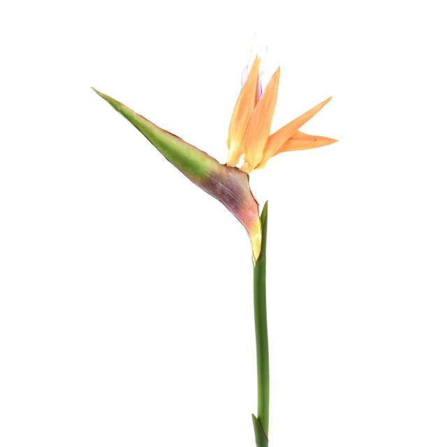 Strelitzia 80 Artificiel