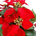 Poinsetia artificiel rouge, rose, crème