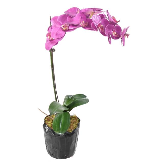 Phalaenopsis Artificielle Motte 85