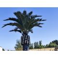 Palmier Artificiel Royal 5m30