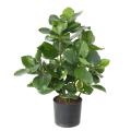 CLUSIA Artificiel 45