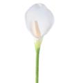 AROME Artificiel (ARUM)