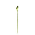 Arome artificiel XL (ARUM)
