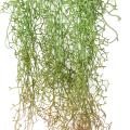 Tillandsia Artificiel Chute