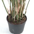 Papyrus artificiel Cyperus