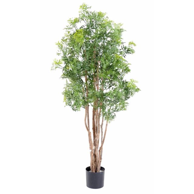 Aralia Artificiel Ming Nitida 160 et 180 cm de Haut 10 Troncs en Bois