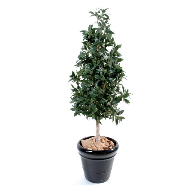 Laurier Pyramide Artificiel