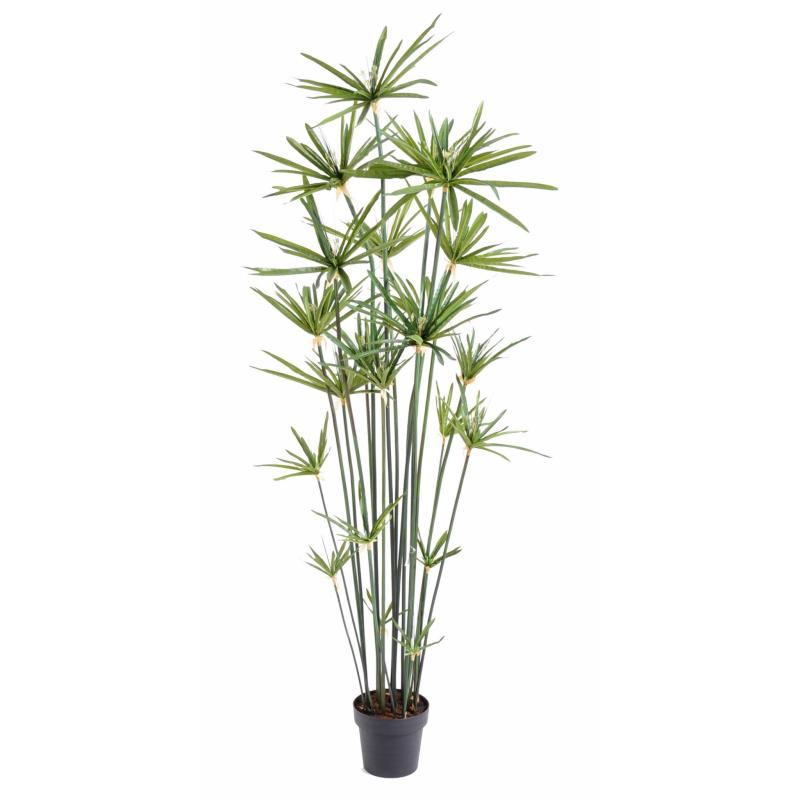 Papyrus Artificiel Alternifolius