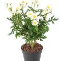 Marguerite artificielle Anthemis