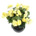 Begonia artificiel