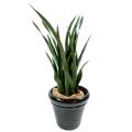 Sansevieria artificiel