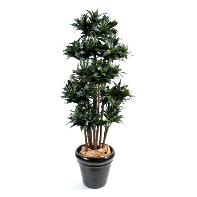 Dracaena Artificiel Fragrans Compacta