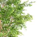 ACACIA Artificiel