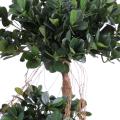 Ficus panda new artificiel
