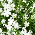 Marguerite Artificielle Mini 20 Pot