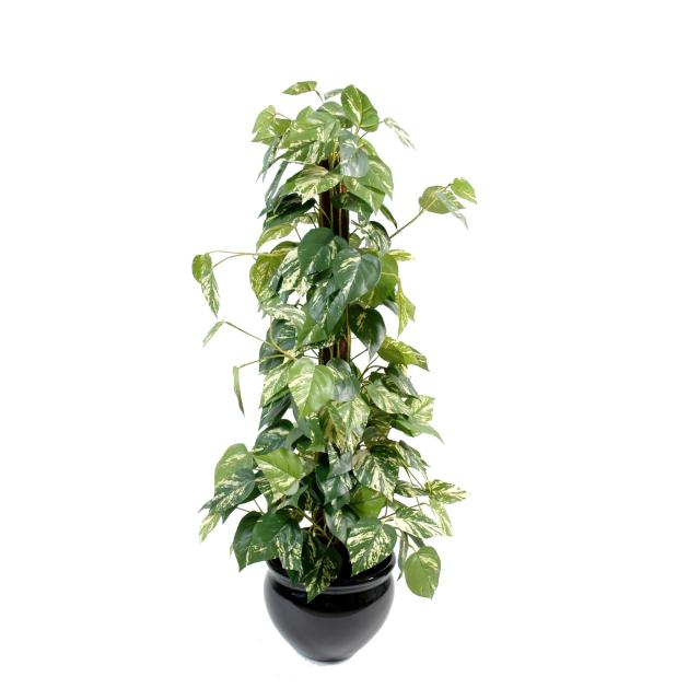 Pothos Tuteur Coco Artificiel 100 cm