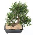 Bonsai Orme Artificiel en Coupe Gravier