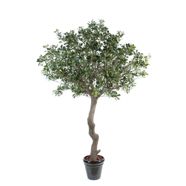 Pittosporum Artificiel Arbre - Autres Arbres et Arbustes Artificiels