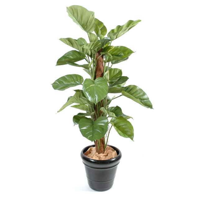 Pothos Géant Artificiel de 150 cm de Hauteur