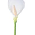AROME Artificiel (ARUM)