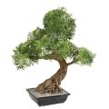 Bonsai Artificiel Aralia en Coupe