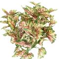 Begonia Artificiel Rex