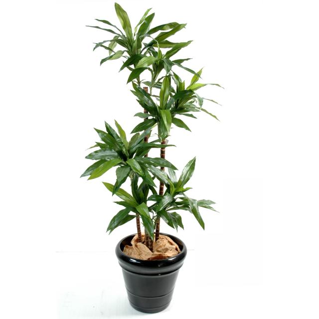 Dracena Artificiel Fragans Janet Craig 95 cm et 145 cm