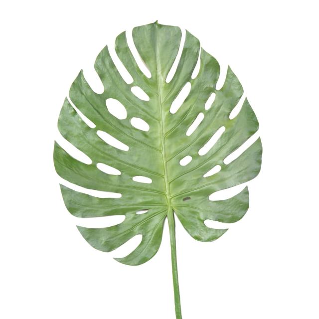 Philo Artificiel Monstera Stem 120