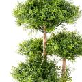 Eucalyptus artificiel mtree