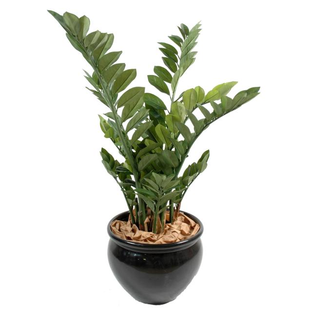 Zamia Artificiel en Plastique