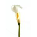 Calla artificielle Lily