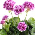 Geranium artificiel 30 cm