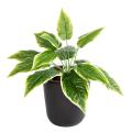 Hosta Artificiel Mini