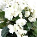 Begonia artificiel