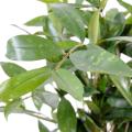 Dracena artificiel Surculosa pot