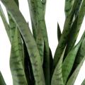 Sansevieria artificiel