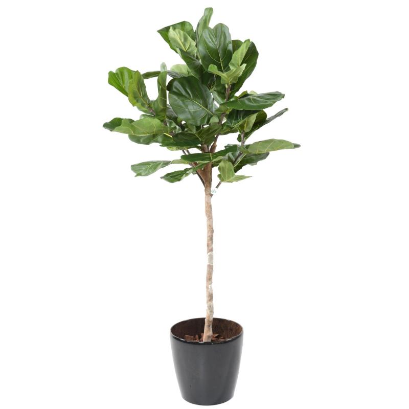 Lyrata Artificiel Tige Tete