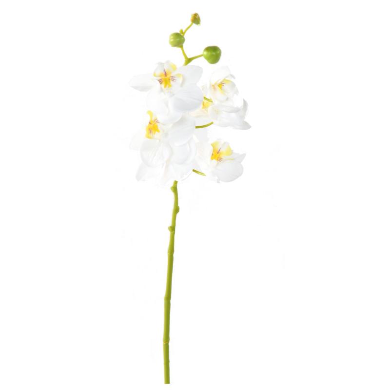Phalaenopsis Artificielle
