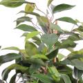 Ficus Artificiel Natasja 60cm