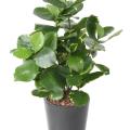 CLUSIA Artificiel 45