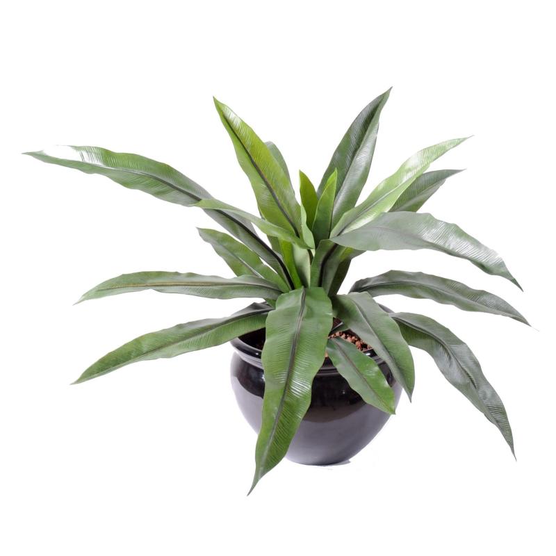 Asplenium artificiel 15