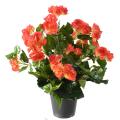 Begonia artificiel